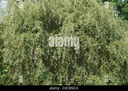 Scarlatto Corkscrew willow (Salix matsudana 'scarcuzam'). Conosciuto anche come Hankow Willow e Peking Willow. Foto Stock