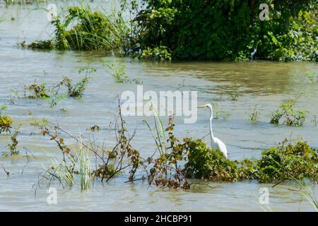 Un intermedio Egret o Yellow fatturato Egret, Ardea intermedia, poggiante su piante galleggianti, Myanmar Foto Stock