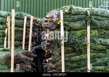 Pile di alberi di Natale avvolti di fronte al magazzino Foto Stock