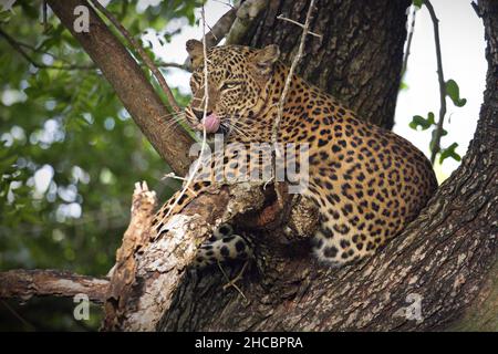 Primo piano di un leopardo africano seduto su un albero durante il giorno in Sri Lanka Foto Stock