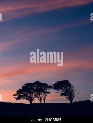 Silhouette di alberi solitari in piedi contro il cielo al crepuscolo Foto Stock