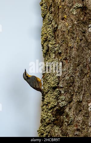 Un nuthatch su un tronco di albero Foto Stock