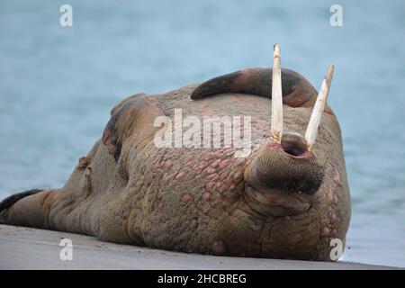 Grande Walrus che giace nell'habitat nevoso di Svalbard in una fredda giornata invernale Foto Stock