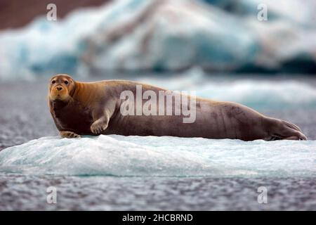 Big Walrus adagiato su un ghiacciaio l'habitat innevato di Svalbard in una fredda giornata invernale Foto Stock