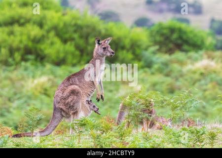 Ritratto di canguro grigio orientale (Macropus giganteus) in piedi con il bambino in tasca Foto Stock