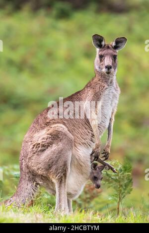 Canguro grigio orientale (Macropus giganteus) in piedi con il bambino in tasca Foto Stock