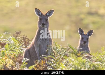 Due canguri grigi orientali (Macropus giganteus) in lotta Foto Stock