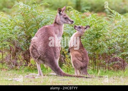 Ritratto di canguro grigio orientale (Macropus giganteus) in piedi con il bambino in tasca Foto Stock