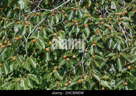 American faggio (Fagus grandifolia). Noto come il Nord America anche di faggio. Foto Stock