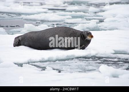 Big Walrus adagiato su un ghiacciaio l'habitat innevato di Svalbard in una fredda giornata invernale Foto Stock