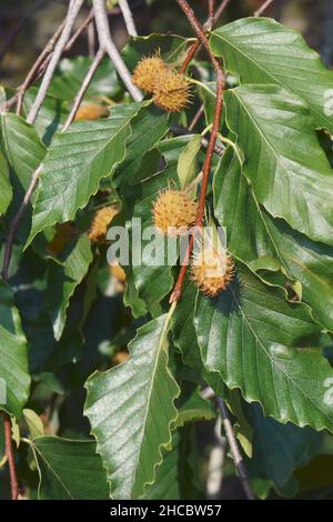 American faggio (Fagus grandifolia). Noto come il Nord America anche di faggio. Foto Stock