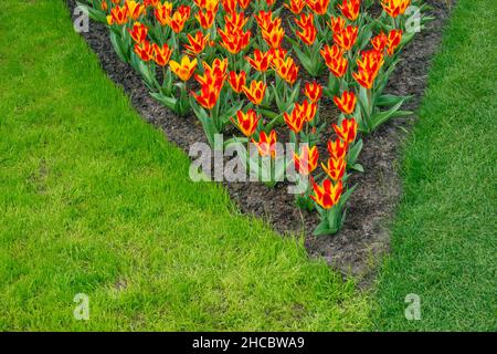 Tulipani arancioni in fiore nel giardino primaverile Foto Stock