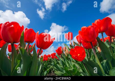 Vista della superficie del letto di tulipani rossi in fiore Foto Stock