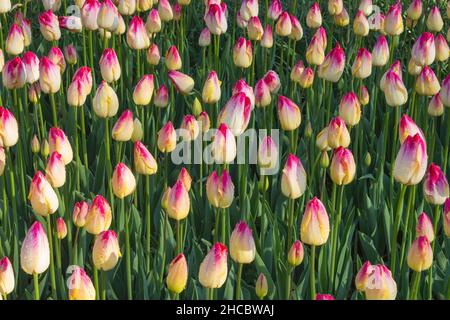 Letto di tulipani rossi e gialli in fiore Foto Stock