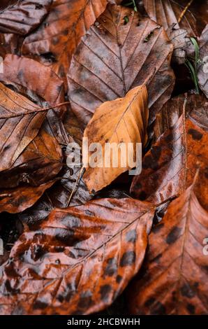 Foglie marroni bagnate del Fagus sylvatica, noto anche come Faggio comune o Faggio europeo sul terreno forestale durante la stagione autunnale Foto Stock