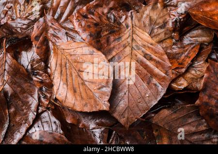 Foglie marroni bagnate del Fagus sylvatica, noto anche come Faggio comune o Faggio europeo sul terreno forestale durante la stagione autunnale Foto Stock