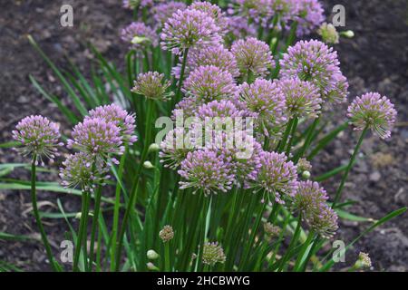 Millenium cipolla ornamentale (Allium 'Millenium'). Chiamata anche cipolla fioritura Millenium. Varietà ibrida di noci Allium. Foto Stock