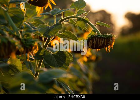 Vista da primo piano sui girasoli con retroilluminazione la sera estiva Foto Stock