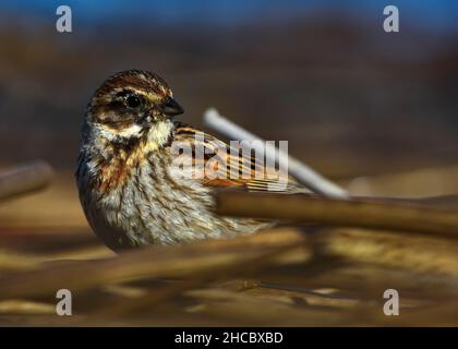 Primo piano di una femmina comune concia di canne (emberiza schoeniclus) Foto Stock