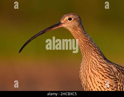 Primo piano di un riccio eurasiatico (Numenius arquata) che cerca cibo nelle zone umide. Foto Stock