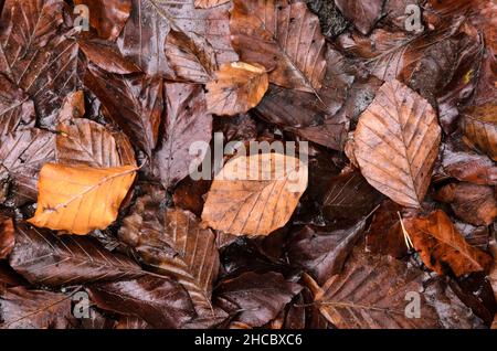 Foglie marroni bagnate del Fagus sylvatica, noto anche come Faggio comune o Faggio europeo sul terreno forestale durante la stagione autunnale Foto Stock