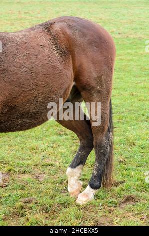 Le zampe posteriori e la coda di un cavallo marroneo (Equus ferus caballus) su un pascolo nella campagna in Germania, Europa Foto Stock