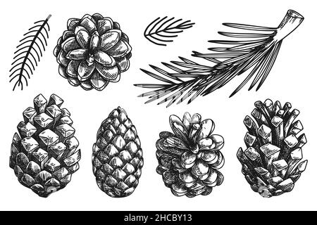 Coni e rami di diverse piante isolati su sfondo bianco. Schizzo, illustrazione disegnata a mano Illustrazione Vettoriale