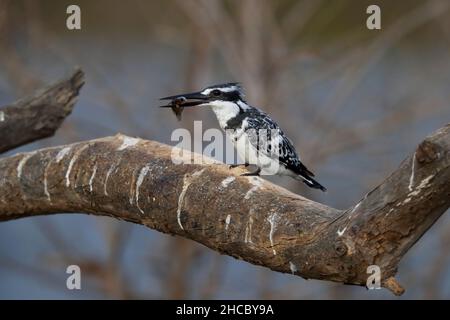 Un Martin pescatore pied maschio (Ceryle rudis) con un pesce in Gambia, Africa occidentale Foto Stock