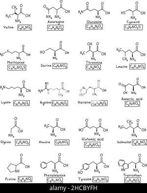 Formula molecolare chimica degli amminoacidi disegnata a mano nello stile di doodle isolato. Illustrazione Vettoriale