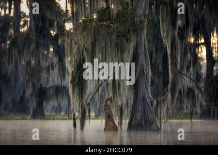 Bellissimo scatto di alberi sospesi vicino all'acqua nelle paludi di Cypress, USA Foto Stock