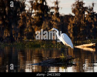 Uccello bianco intermedio della torretta arroccato vicino ad un stagno nelle paludi di Cypress, Stati Uniti Foto Stock