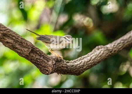 Bella radde il trillo(Phylloscopus schawarzi) nella foresta thailandese Foto Stock