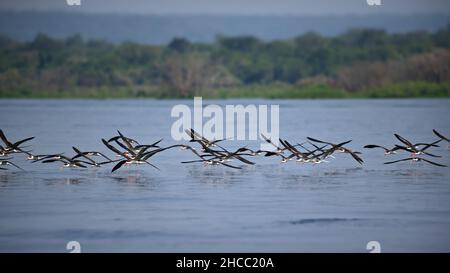 Gruppo di uccelli che volano su un fiume in Uganda Foto Stock