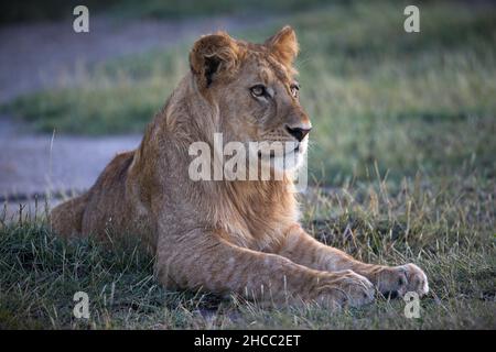 Leone giace a terra a Savanna in Tanzania Foto Stock