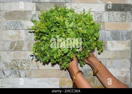 Il coriandolo appena sfornato lascia il mazzo di foglie verdi. Lady pucking raccolto verde frondoso vegetale indiano da farm. Verdure fresche in casa Foto Stock