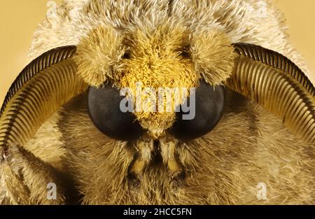 Super macro vista di Leopard Moth (Endoxyla Lituratus) testa Foto Stock