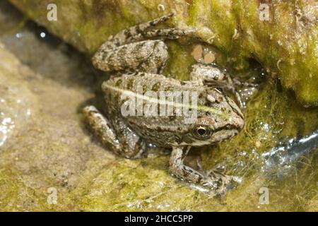 Primo piano di una rana da piscina per adulti , Pelophylax lessonae nel Gard, Francia Foto Stock