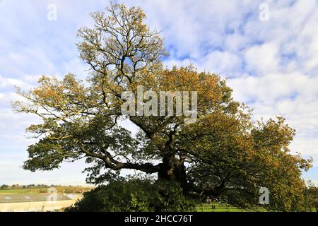 L'albero di quercia di Bowthorpe vicino al villaggio di Manthorpe, Lincolnshire, Inghilterra, Regno Unito ha detto essere l'albero di quercia più vecchio dell'Inghilterra, con un'età stimata di oltre 1.000 yea Foto Stock