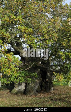 L'albero di quercia di Bowthorpe vicino al villaggio di Manthorpe, Lincolnshire, Inghilterra, Regno Unito ha detto essere l'albero di quercia più vecchio dell'Inghilterra, con un'età stimata di oltre 1.000 yea Foto Stock