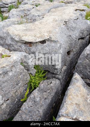 Asplenium trichomanes Maidenhair Spleenwort stabilito sulla pavimentazione di pietra calcarea, Malham Cove, Yorkshire. Foto Stock