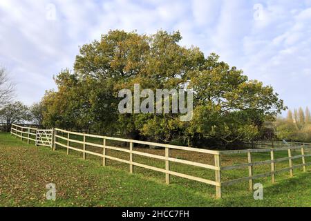 L'albero di quercia di Bowthorpe vicino al villaggio di Manthorpe, Lincolnshire, Inghilterra, Regno Unito ha detto essere l'albero di quercia più vecchio dell'Inghilterra, con un'età stimata di oltre 1.000 yea Foto Stock