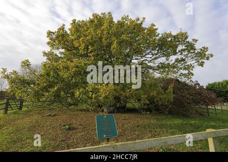 L'albero di quercia di Bowthorpe vicino al villaggio di Manthorpe, Lincolnshire, Inghilterra, Regno Unito ha detto essere l'albero di quercia più vecchio dell'Inghilterra, con un'età stimata di oltre 1.000 yea Foto Stock