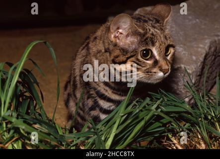 Gatto con piedi neri (gatto con macchie piccole) che cerca preda. Nigripes Felis. Foto Stock