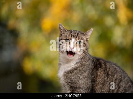 vecchio gatto bianco tabby che mimava all'aperto ritratto in autunno Foto Stock