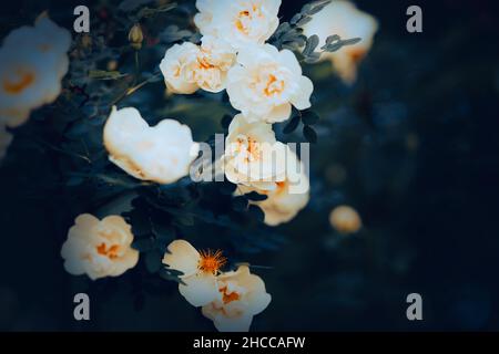 Belle rose bianche fragranti con delicati petali fioriscono su un cespuglio con foglie scure al crepuscolo estivo in giardino. Natura. Foto Stock