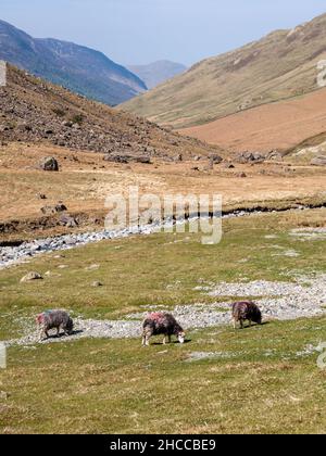 Pascolo di pecore nella valle di Gatesgarthdale, parte del Passo Honister attraverso le montagne del Lake District dell'Inghilterra. Foto Stock