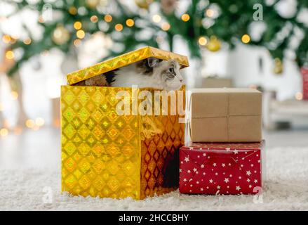 Ragdoll gatto nel periodo natalizio seduto all'interno di una confezione regalo in camera con albero decorato. Animale domestico di felino di razza pura nella celebrazione di Capodanno Foto Stock