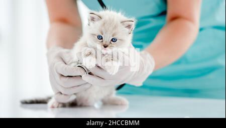 Donna veterinario tenendo carino ragdoll gattino con gli occhi blu bello ed esaminando il suo cuore durante la cura medica alla clinica di veterinario. Ritratto di soffice Foto Stock