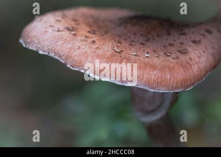 Un singolo fungo di ombrellone marrone cresce tra i muschi all'interno di un'area boschiva a Hodders Coombe, Somerset Foto Stock
