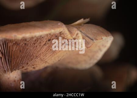 Primo piano delle branchie di uno sgabello Foto Stock